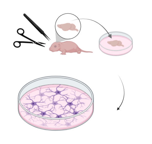Cell Culture Image
